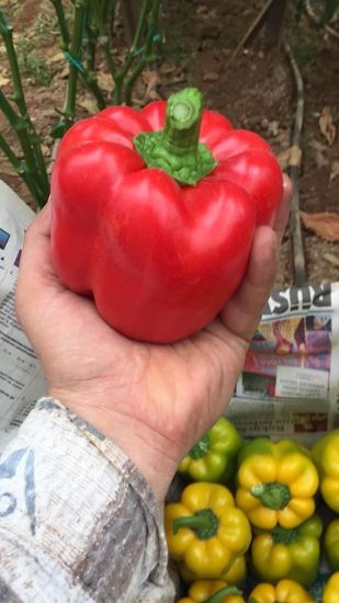 Poza cu Rasaduri de Ardei gras rosu Aktor F1