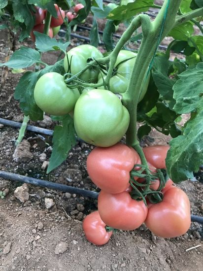 Poza cu Seminte de rosii roz Pink Rock F1