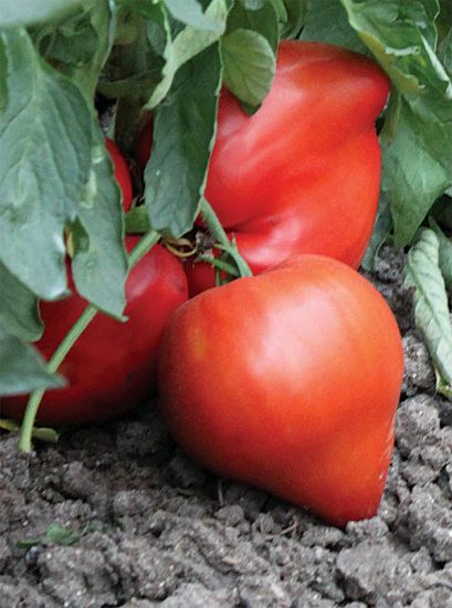 Poza cu Rasaduri de rosie inima de bou rosu