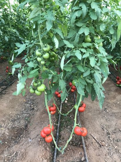 Poza cu Rasaduri de rosii Antalya F1 ( hibridul imbunatatit )