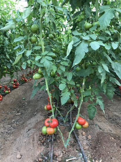 Poza cu Rasaduri de rosii Antalya F1 ( hibridul imbunatatit )