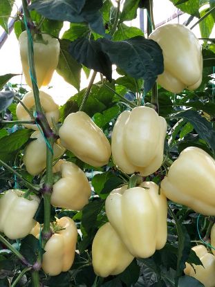 Poza cu Rasaduri de Ardei galben Cecilia F1