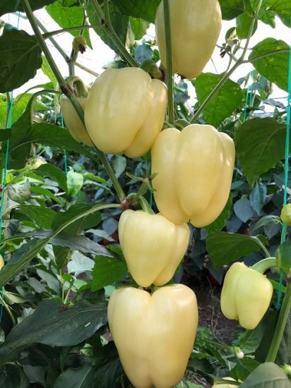 Poza cu Rasaduri de Ardei galben Cecilia F1