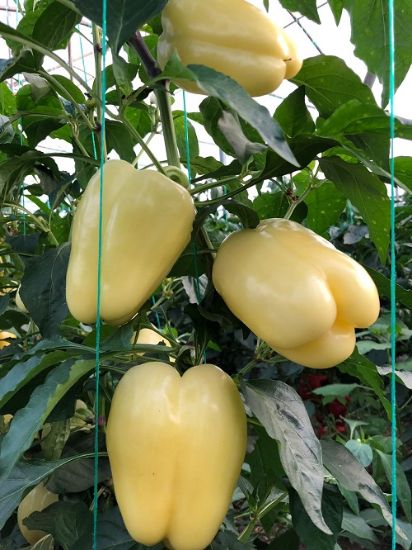 Poza cu Rasaduri de Ardei galben Cecilia F1