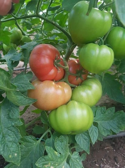 Poza cu Rasaduri de rosii roz crete Leroxy F1