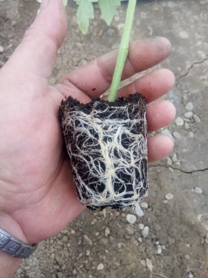 Poza cu Rasaduri de rosie inima de bou rosu