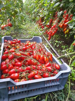 Poza cu Rasaduri de rosii cherry Nicoleta F1