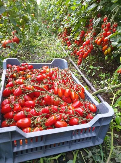 Poza cu Rasaduri de rosii cherry Nicoleta F1