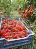 Poza cu Rasaduri de rosii cherry Nicoleta F1