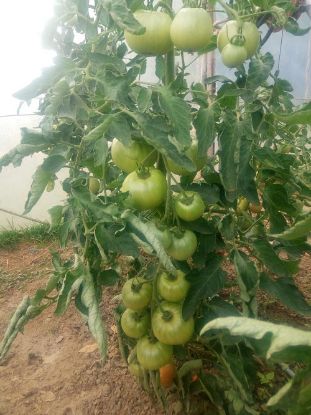 Poza cu Rasaduri de Rosii - Buzau 1600