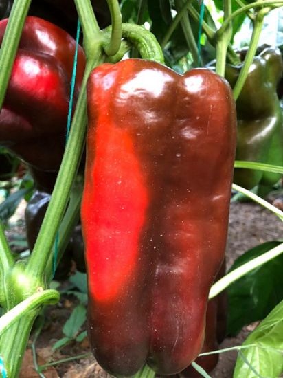 Poza cu Rasaduri de Ardei Kapia Urias 133-414 F1