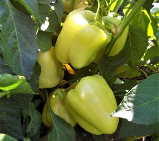 Poza cu Rasaduri de Ardei Gras Galben Daciana F1