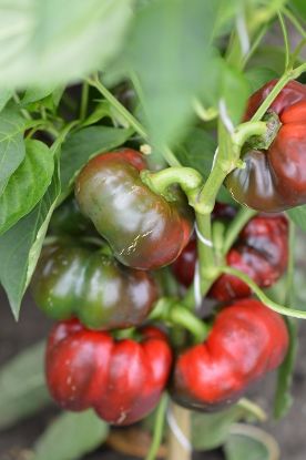 Rasaduri de Gogosar Traian