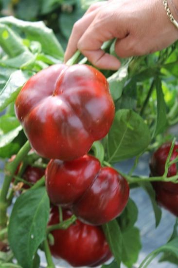 Poza cu Rasaduri de Gogosar Traian