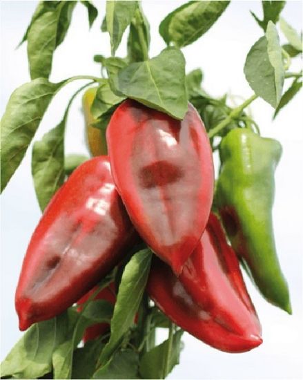 Poza cu Rasaduri de Ardei Kapia  - ureche de elefant Slonovo Uvo