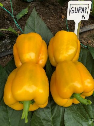 Rasaduri de Ardei gras portocaliu Guray F1