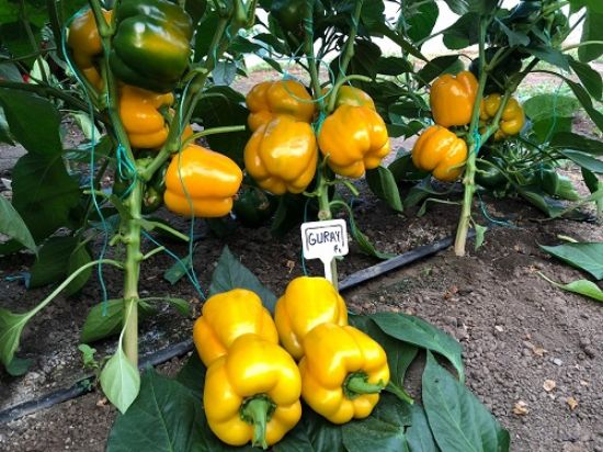 Poza cu Rasaduri de Ardei gras portocaliu Guray F1