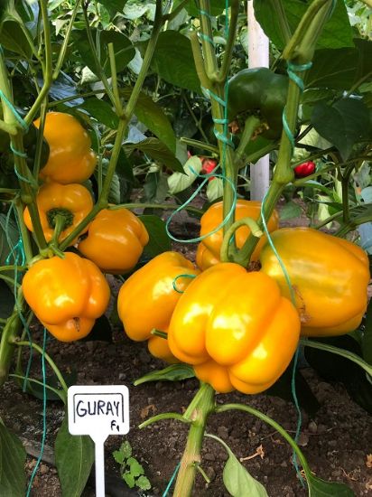 Poza cu Rasaduri de Ardei gras portocaliu Guray F1