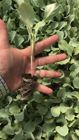 Poza cu Rasaduri de Varza extratimpurie Jetma F1