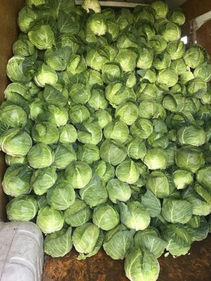 Poza cu Rasaduri de Varza extratimpurie Jetma F1