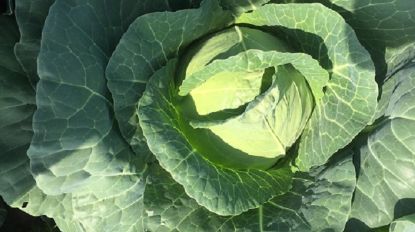 Poza cu Rasaduri de Varza extratimpurie Jetma F1