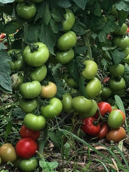 Poza cu Rasaduri de rosii Ozkan F1