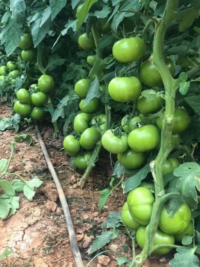 Poza cu Seminte de rosii Ozkan F1