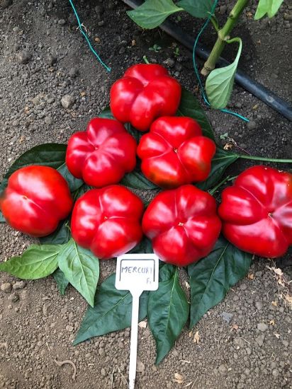 Poza cu Seminte de gogosar Mercury F1