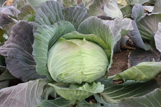 Poza cu Rasaduri de Varza de toamna Beverly Hills F1, Caruso F1 si Supreme Queen F1