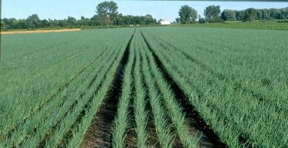 Poza cu Rasaduri de ceapa verde