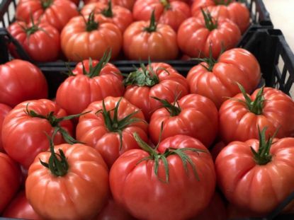 Poza cu Seminte de rosii roz crete Leroxy F1