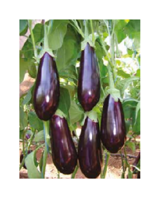 Poza cu Rasaduri de vinete Aragon F1 in alveole de 70