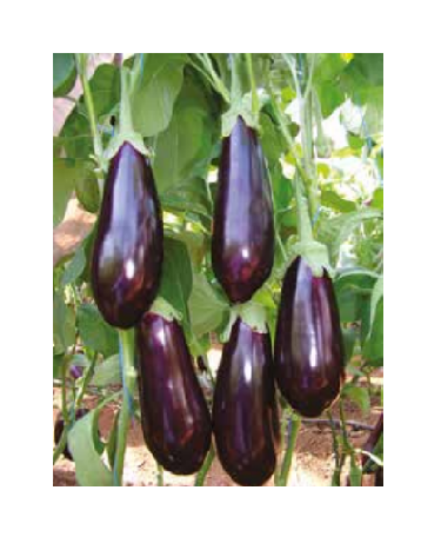 Poza cu Rasaduri de vinete Aragon F1 in alveole de 70