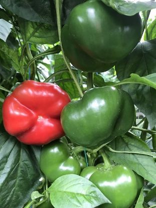 Poza cu Rasaduri de Gogosar Bihar  F1 in alveole de 70