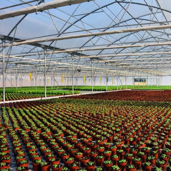 Poza cu FOLIE PLASTIKA KRITIS KRITIFIL® 2925 Anti Picurare