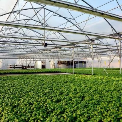 FOLIE PLASTIKA KRITIS KRITIFIL® 2925 Anti Picurare