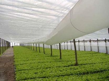 FOLIE TERMICĂ perforată, tratată UV și IR 4202