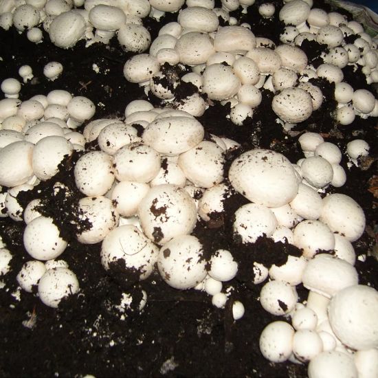 Poza cu Folie albă-neagră 5010 Plastika Kritis