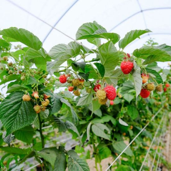 Poza cu FOLIE PLASTIKA KRITIS 3809 UV- DIFUZA PREMIUM, EVA 16m