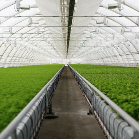 Poza pentru categoria Solarii profesionale legume